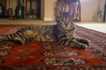 Oriental rug cleaning in Windham, NH by Certified Green Team.