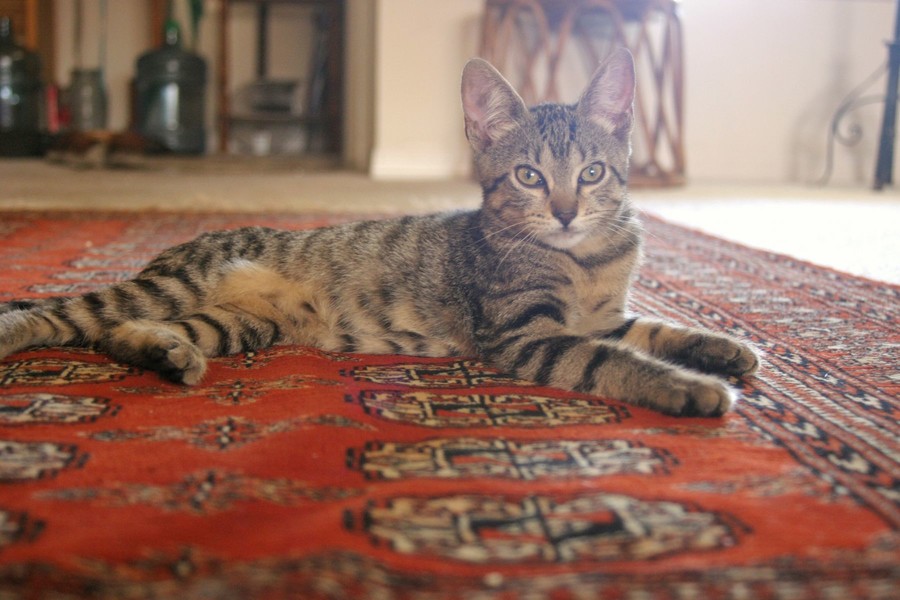 Oriental rug cleaning by Certified Green Team